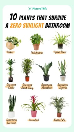 the top ten houseplants that are good for indoor plants and flowers in pots