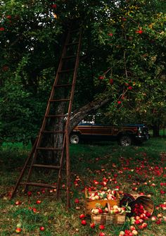 an apple tree with apples falling from it and a ladder leaning up to pick them