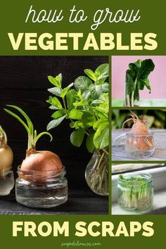 the cover of how to grow vegetables from scraps is shown with pictures of plants in jars