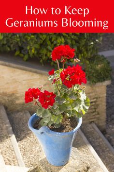 a potted geranium plant with red flowers in it and text overlay reading how to keep geraniums blooming