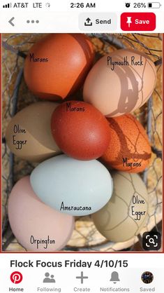 an image of eggs in a nest with information about them on the bottom right side