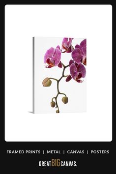 an image of a purple flower on a white background with the words, framed prints metal canvass / posters great big canvass