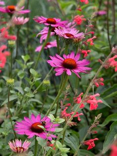 pink flowers with red centers and green leaves in the foreground, surrounded by greenery