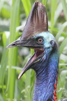 a close up of a bird with its mouth open