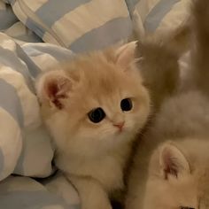 two small kittens laying on top of a bed with blue and white sheets next to each other