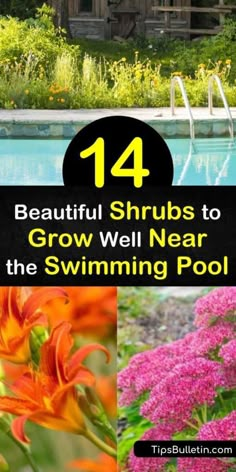 Simple Pool Landscaping Ideas, Plants To Use Near Swimming Pools, Landscaping Around Rectangular Pool, Landscaping Pool Ideas, Pool Patio Plants, Landscape Ideas Pool Area, Garden Design Around Pool, Easy Florida Landscaping Front Yards, Rock Garden Around Pool