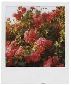 pink flowers are blooming on the bush in front of a white wall and blue sky