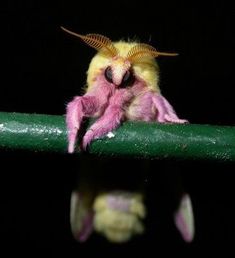 a small yellow and pink insect sitting on top of a green stick in the dark