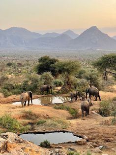 a herd of elephants standing on top of a dirt field