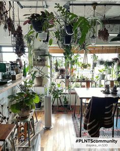 Hanging plants are perfect if you are running out of room on the floor! Plants Hanging, In The Closet, The Closet, On The Floor