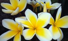 yellow and white flowers with green leaves in the background