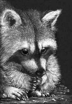 a black and white photo of a raccoon