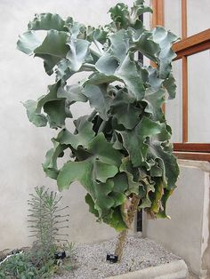 a potted plant sitting on top of a cement block in front of a window