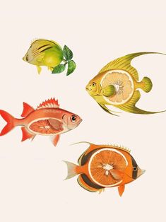 three different types of fish on a white background, one orange and the other red