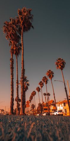 palm trees on the beach with buildings in the background