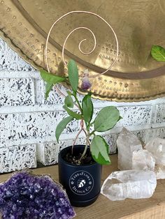 a potted plant sitting on top of a table next to crystals