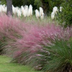 purple and white flowers in the middle of a grassy area next to some bushes with tall grass