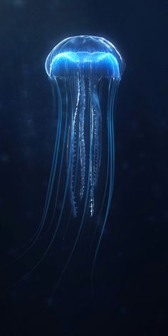 a blue jellyfish floating in the dark water