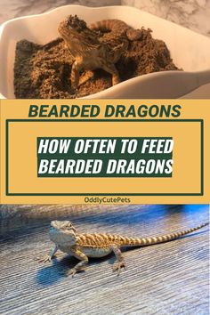 a bearded dragon sitting on top of a wooden table next to a bowl filled with dirt