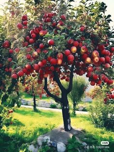 an apple tree filled with lots of red apples on top of green grass and rocks