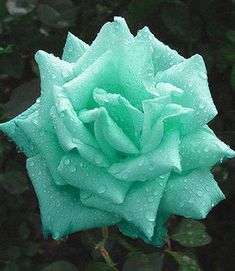 a green rose with water droplets on it