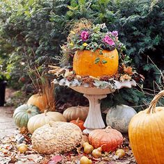 pumpkins and gourds are arranged on the ground in front of some bushes