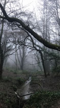 a small stream running through a forest filled with lots of trees covered in fog and mist