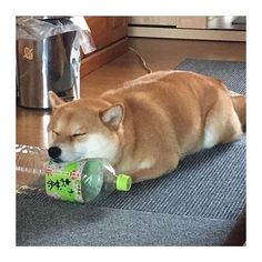 a dog is laying on the floor chewing on a plastic bottle with its mouth open