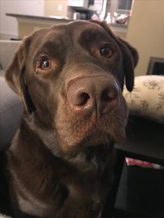 a brown dog sitting on top of a couch