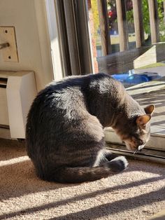 a cat is sitting on the floor looking in a window sill at something outside