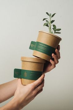 two hands holding three cups with plants in them