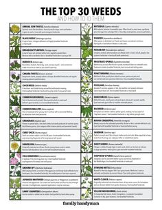 the top 30 weeds and how to use them