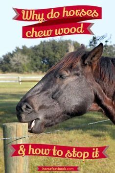 a brown horse standing on top of a lush green field