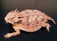 a small lizard sitting on top of a black surface