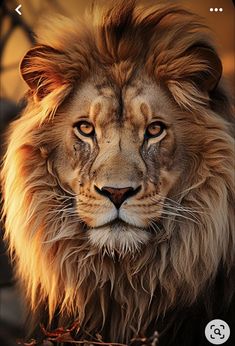 an image of a lion that is looking at the camera and it's eyes are open