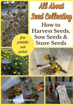 the cover of all about seed collecting how to harvest seeds, sow seeds and store seeds