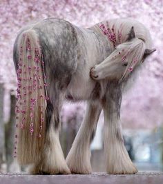 a white and gray horse with pink flowers on it's tail standing in front of trees