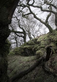 moss covered rocks and trees on the side of a hill with no leaves or branches