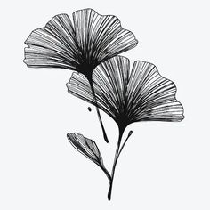 two black and white flowers are shown on a white background, one is drawn by hand