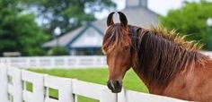 a brown horse standing next to a white fence