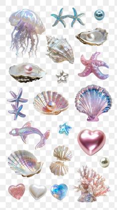 an assortment of sea shells on a transparent background