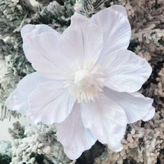 a large white flower sitting on top of a tree covered in snow and lichen