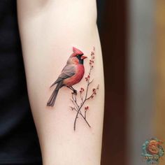 a red bird sitting on top of a tree branch with berries in it's foreground