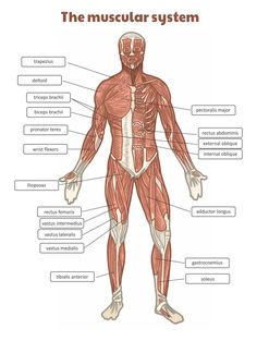 the muscular system is shown with labels on its chest, arms and back muscles are labeled in