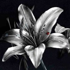 a black and white photo of a flower