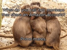 two monkeys sitting on top of each other with the caption what do you call two monkeys that share an amazon account? prime mates