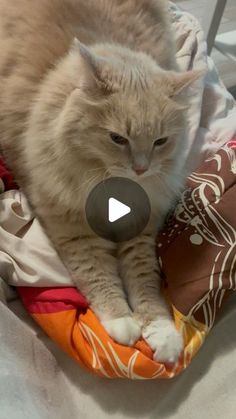 a cat laying on top of a pile of clothes