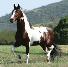 a brown and white horse is running in the grass