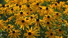 many yellow flowers with black centers in a field