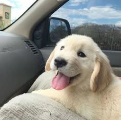 a dog sitting in the passenger seat of a car with its tongue out and it's head sticking out